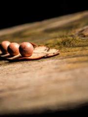 Reborn in the Apocal