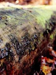 Rong Zhao, male, Nin