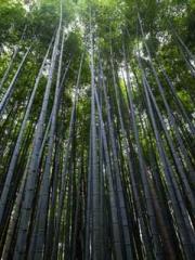 A-SOULapos;s Hoshima